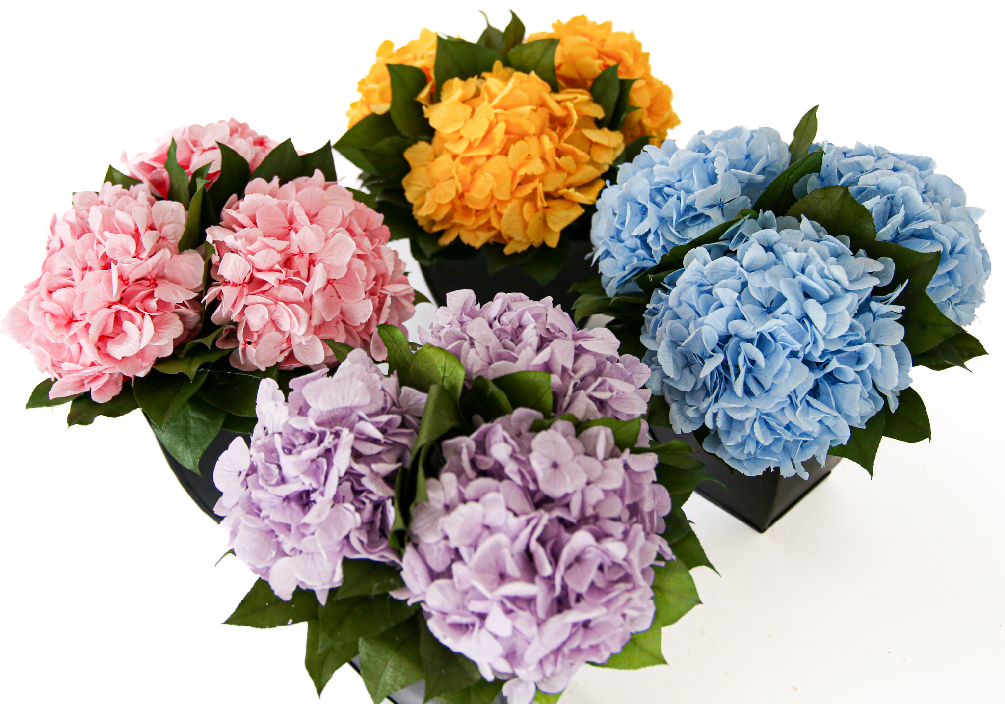Hydrangeas in Azar