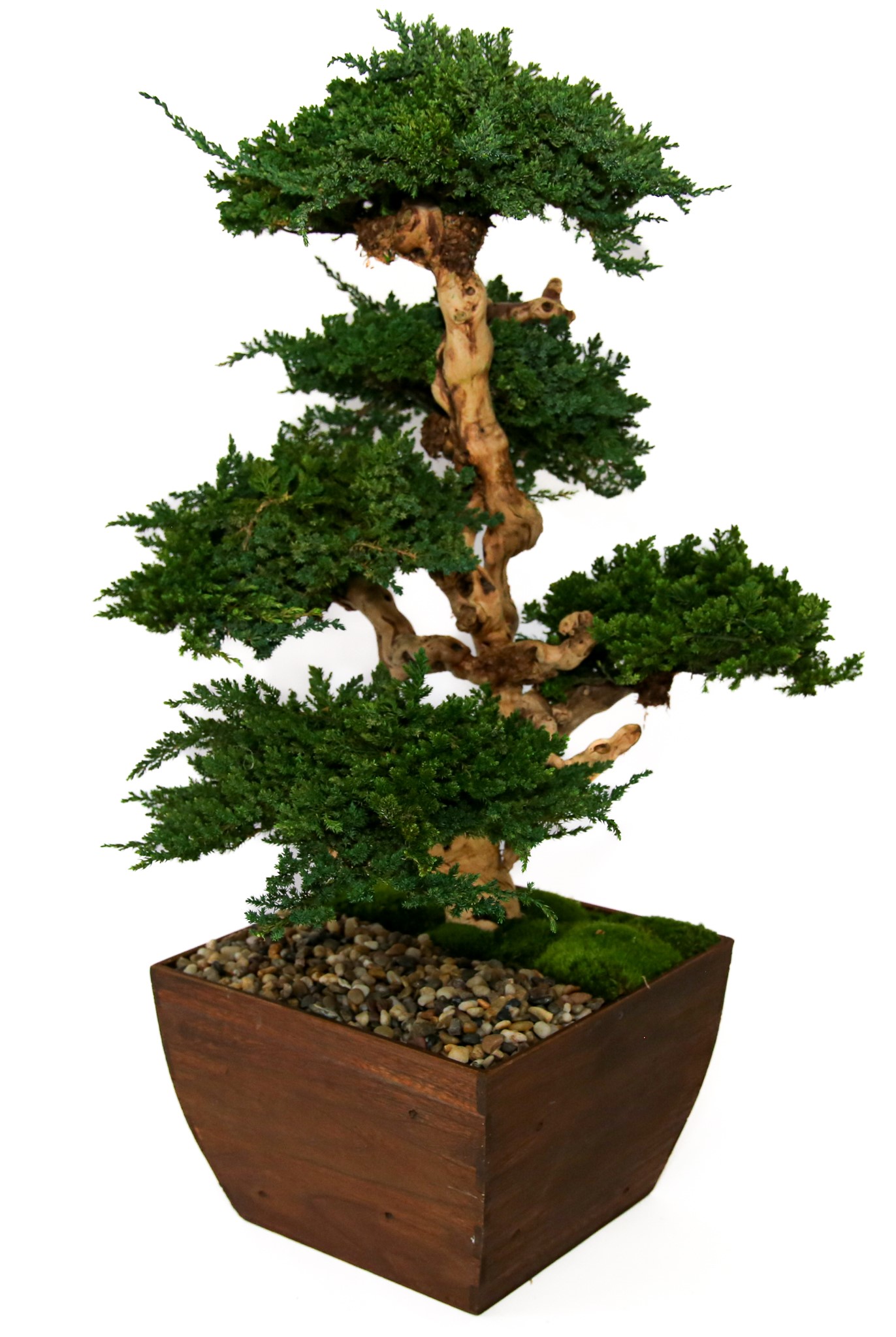 Senshi Bonsai - 36" and 48" Tall Preserved Bonsai - Image 2