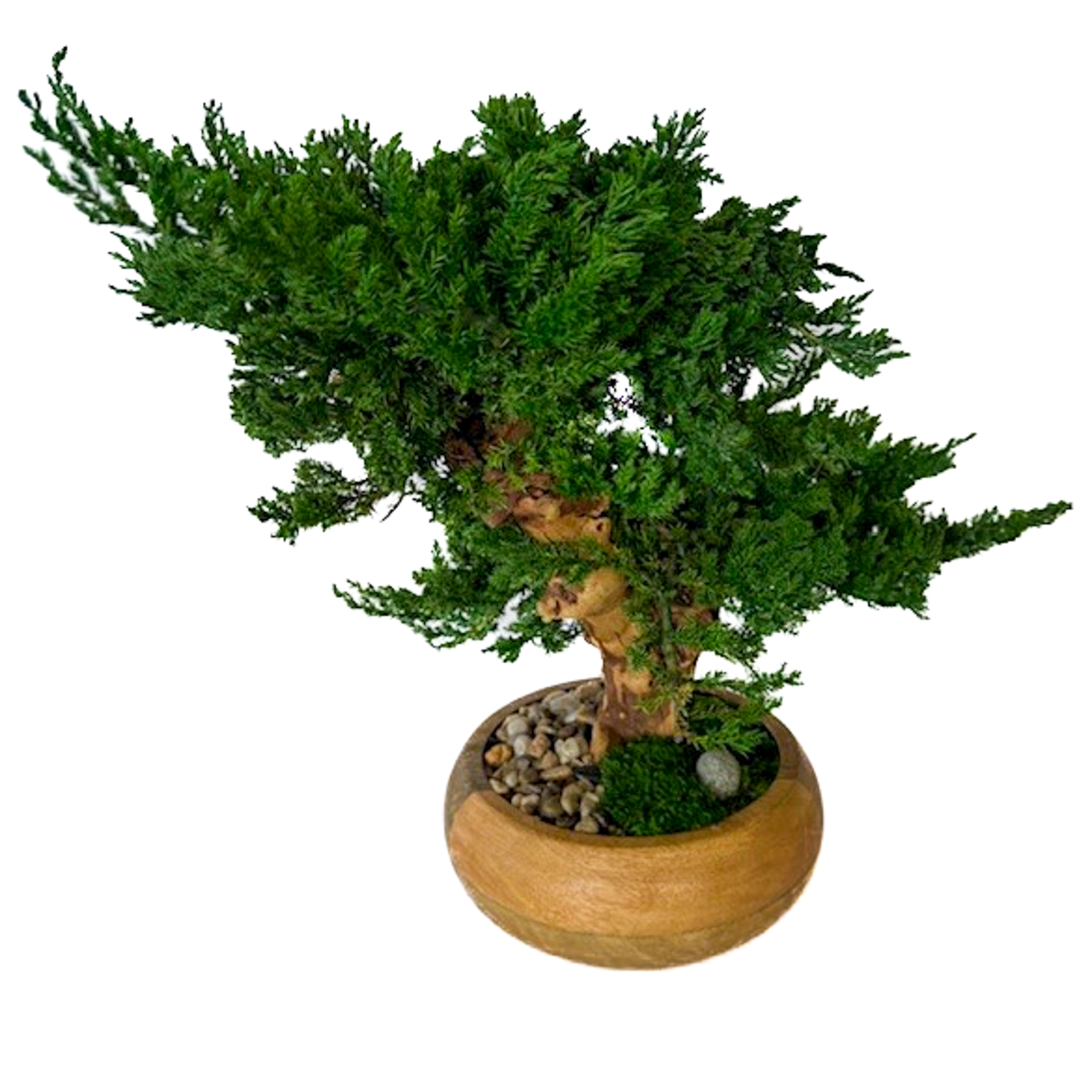 Double Monterey Preserved Bonsai - Image 4