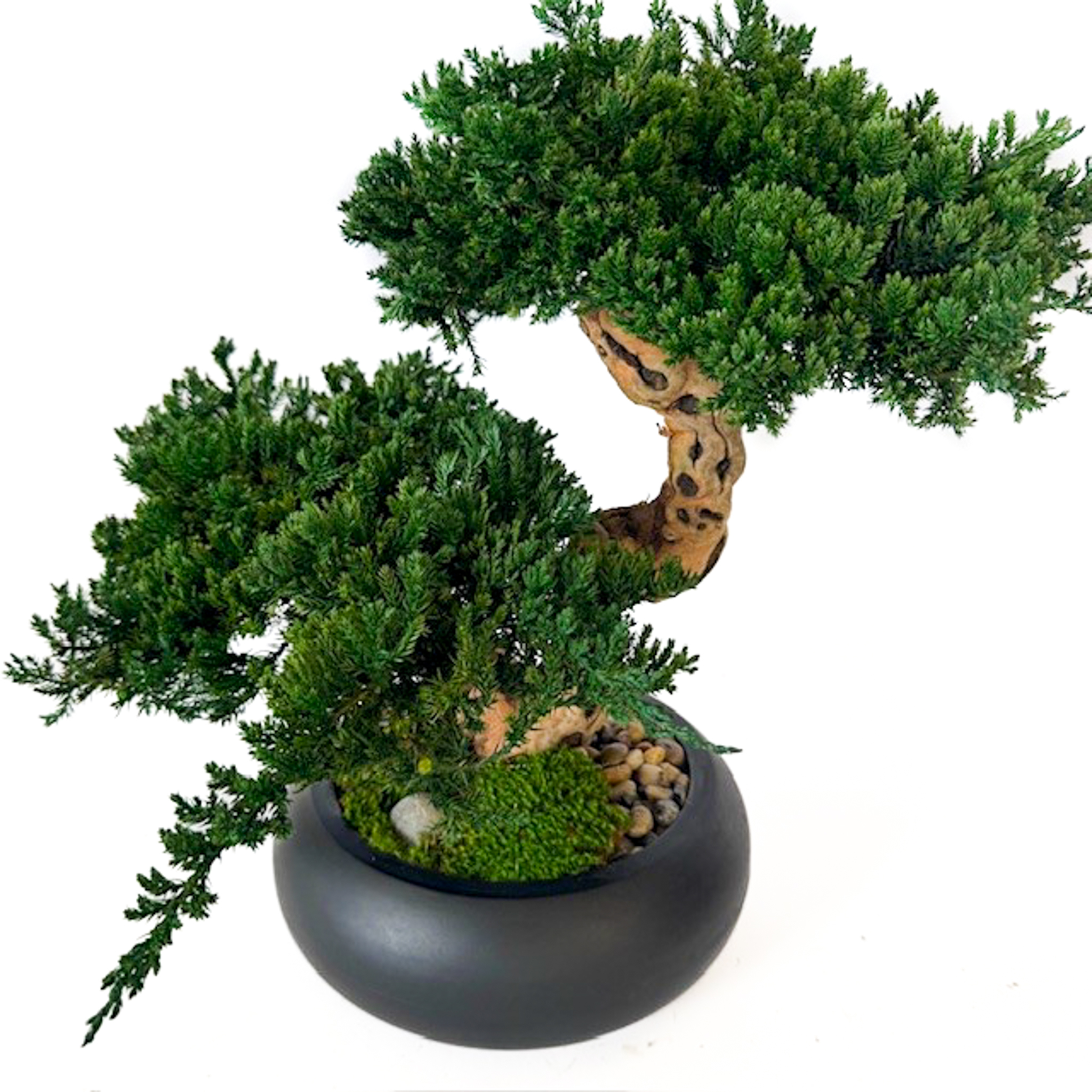 Double Monterey Preserved Bonsai - Image 2