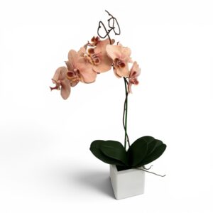 Single Orchid in Mango Wood Cube - Assorted Orchid & Cube Finishes