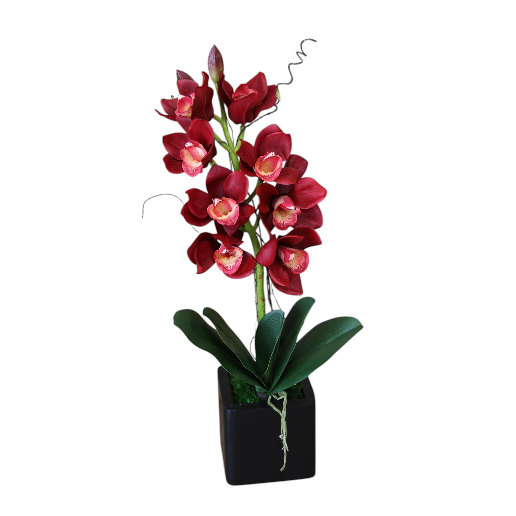 Single Orchid in Mango Wood Cube - Assorted Orchid & Cube Finishes - Image 3
