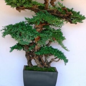 6 ft. Kage Bonsai