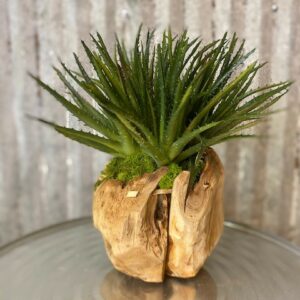 8" Orb with Aloe