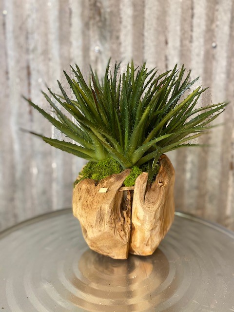 8" Orb with Aloe