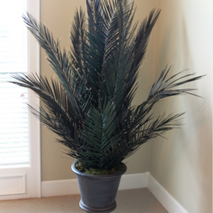 60" Sunset Palm