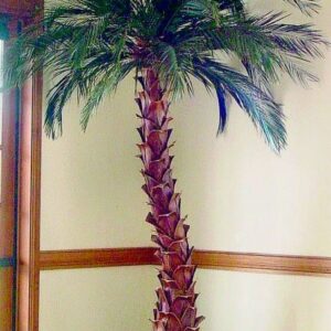 Date Palm Tree - 10 Foot