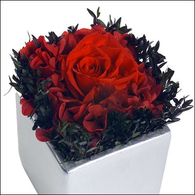 Holiday Rose with Hydrangea