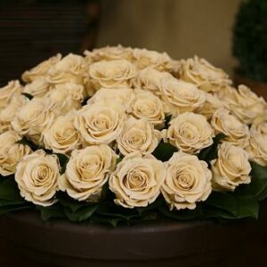 Five Dozen Roses