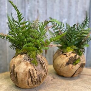 Woodland Fern