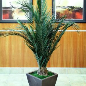 Key Largo Palm - 72"