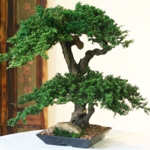 Double Double Monterey Bonsai