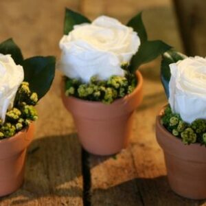 Rose Cups (Set of 6)