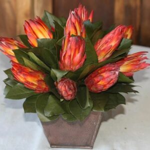 Protea in Azar
