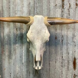 Long Horn Skull Empty
