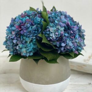 Hydrangea in Ash Pot