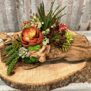 Echeveria Succulent Log