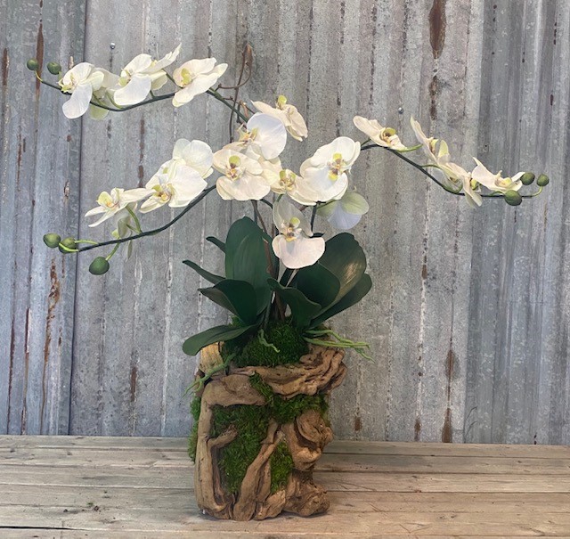 Grape Vine Orchid Medium