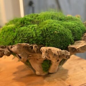 Brancy Bowl Mossed LG