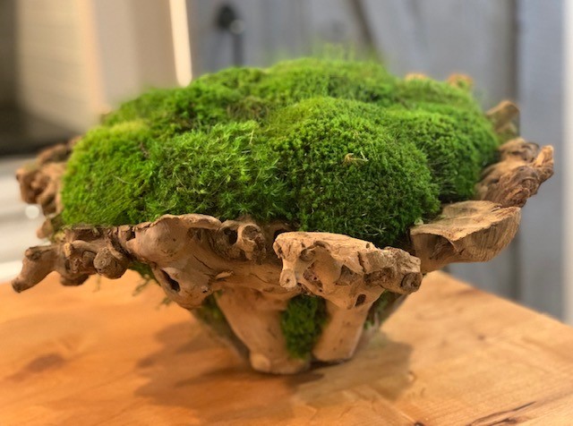Brancy Bowl Mossed LG