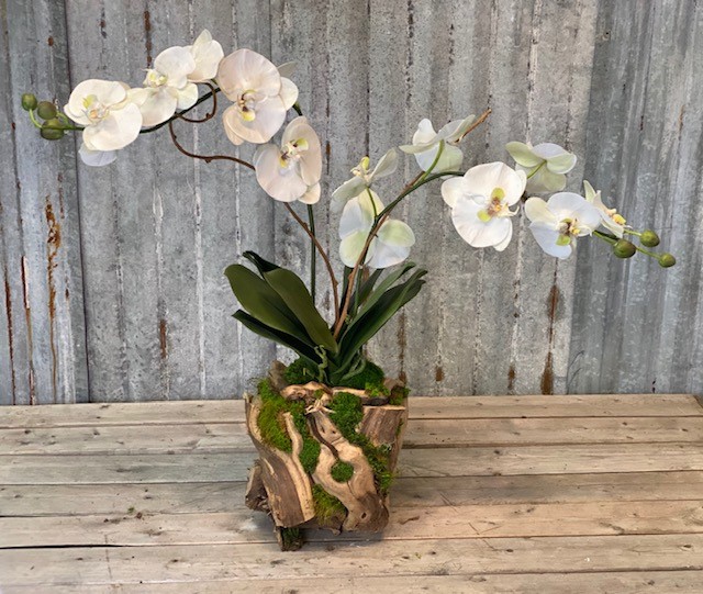 Grape Vine Orchid Small