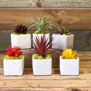 Succulent Cube Set