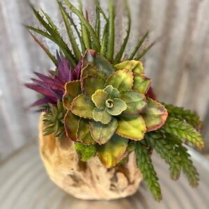 8" Orb Succulent