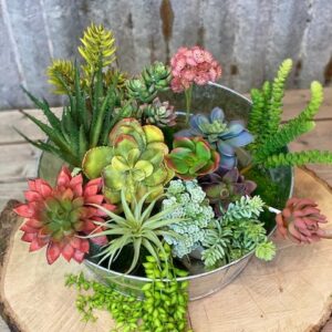 15 Assorted Succulent Stems