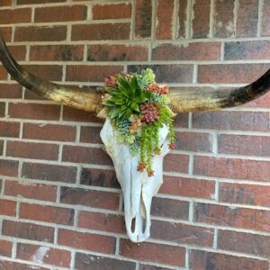 Long Horn Tillie